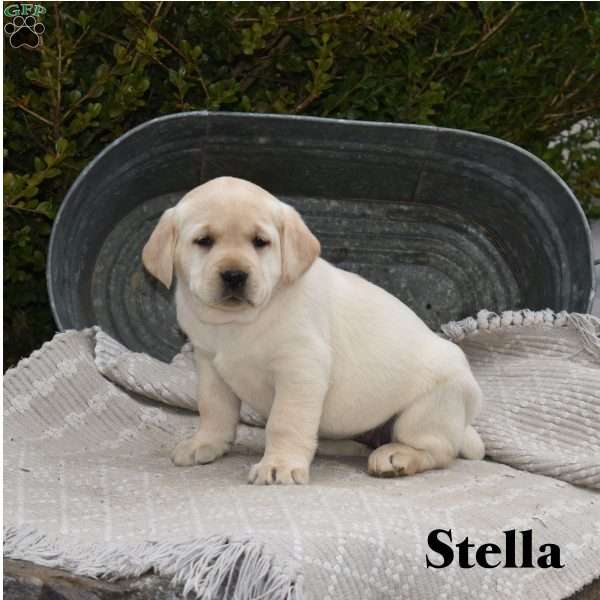 Stella, Yellow Labrador Retriever Puppy